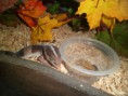 /album/nos-geckos/sam-1072-copie-jpg/